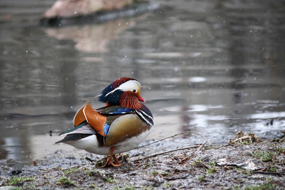 Photograph by Анжелика Рейн