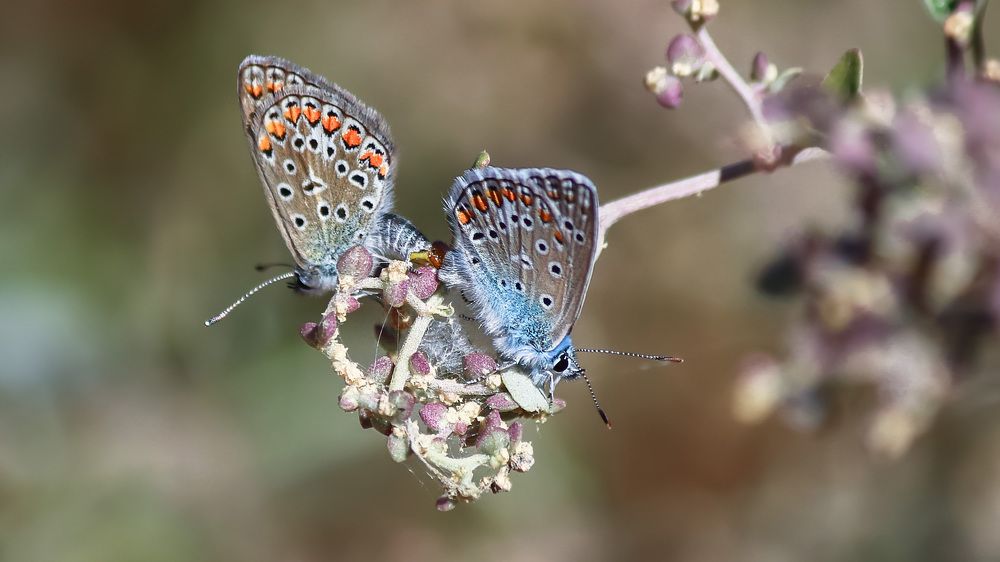 Photograph by Анжелика Рейн