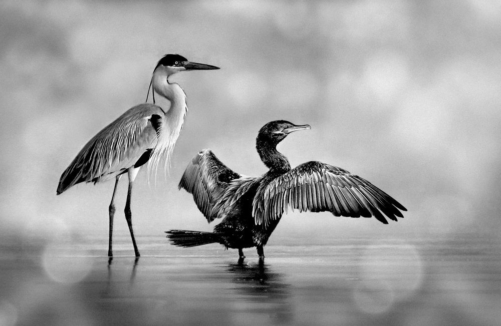 Photograph by Eduardo Modolo