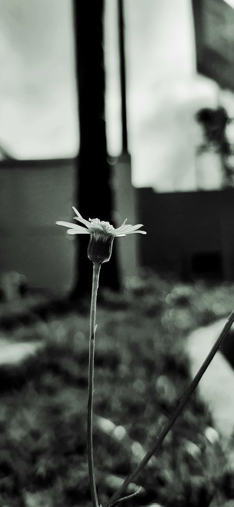 Photograph by João Caridade