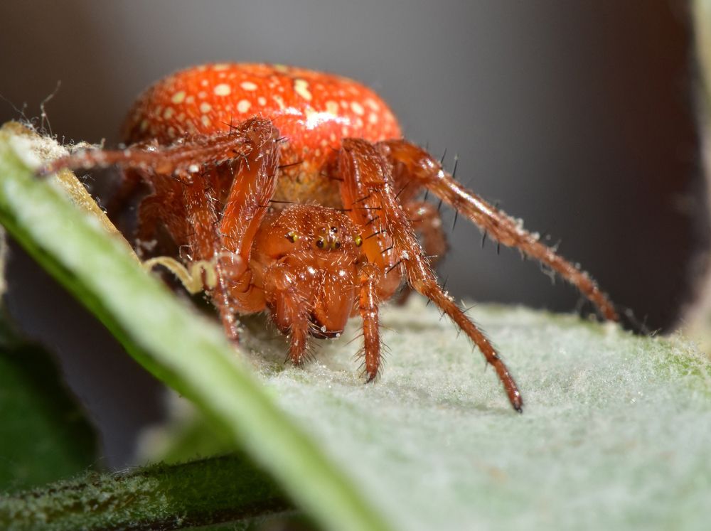 Фотография автора Мария Рохмистрова