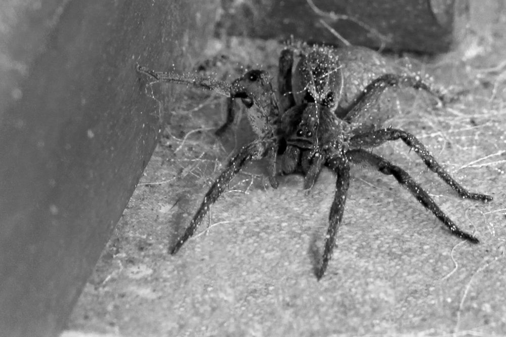 Photograph by Tatiana Barthem