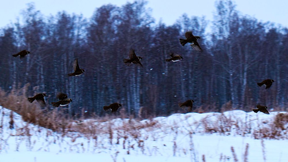 Photograph by Михаил Жарков