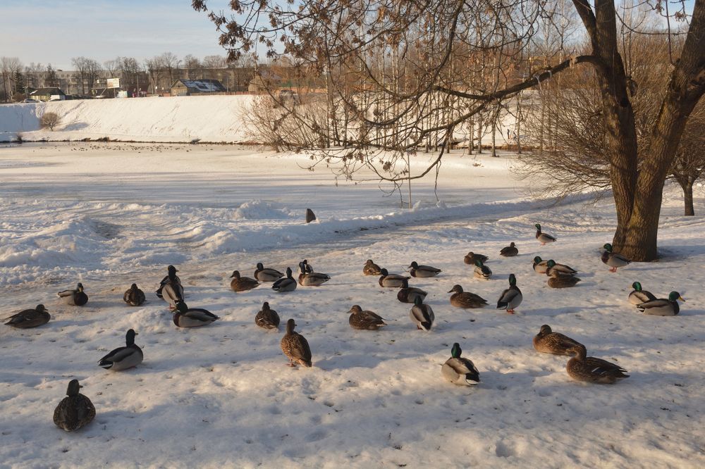 Photograph by Светлана Агапова