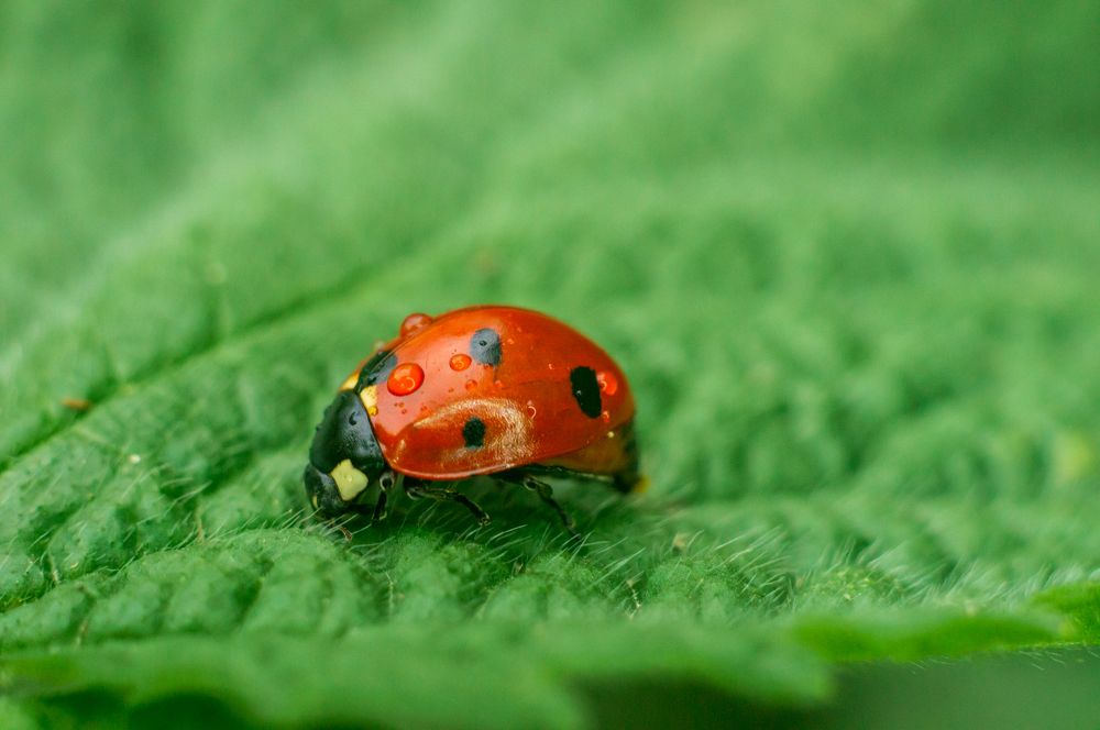 Photograph by Сергей Зелинский