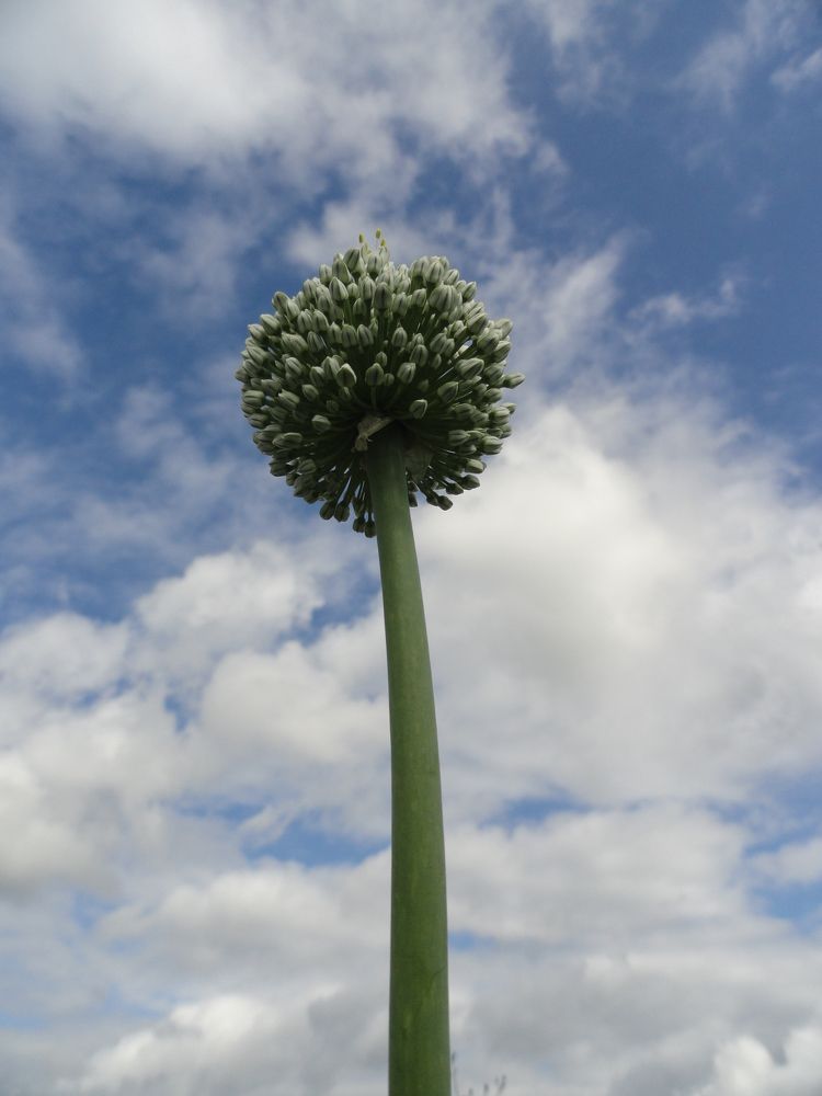 Photograph by Людмила Воропаева