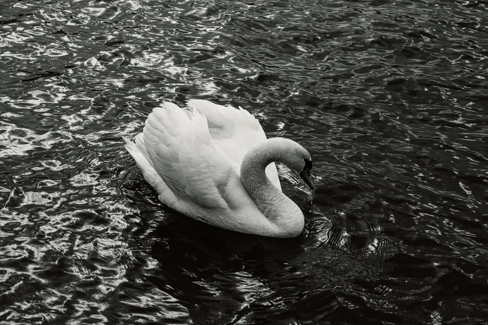 Photograph by Olena Dedova