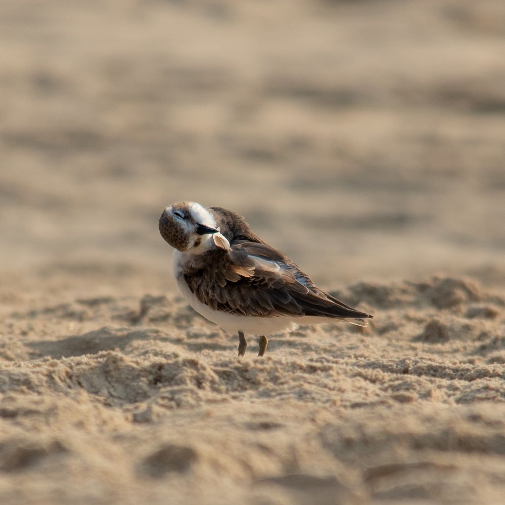 Photograph by Jalpa Shah