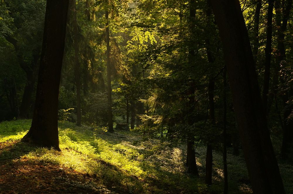 Фотография автора Toma Bervetsky