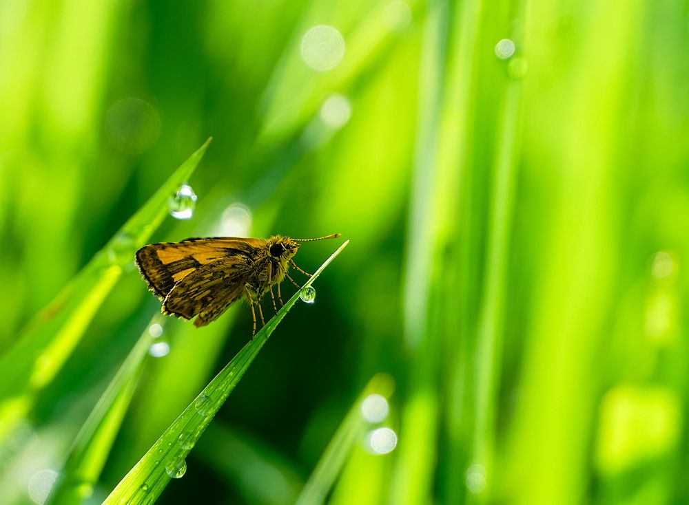 Photograph by Tharaka mihiranga athapaththu