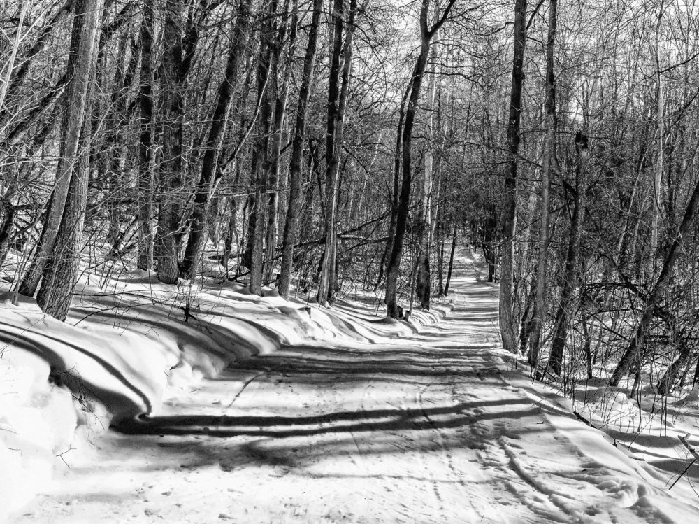 Когда солца свет проникает в лес..