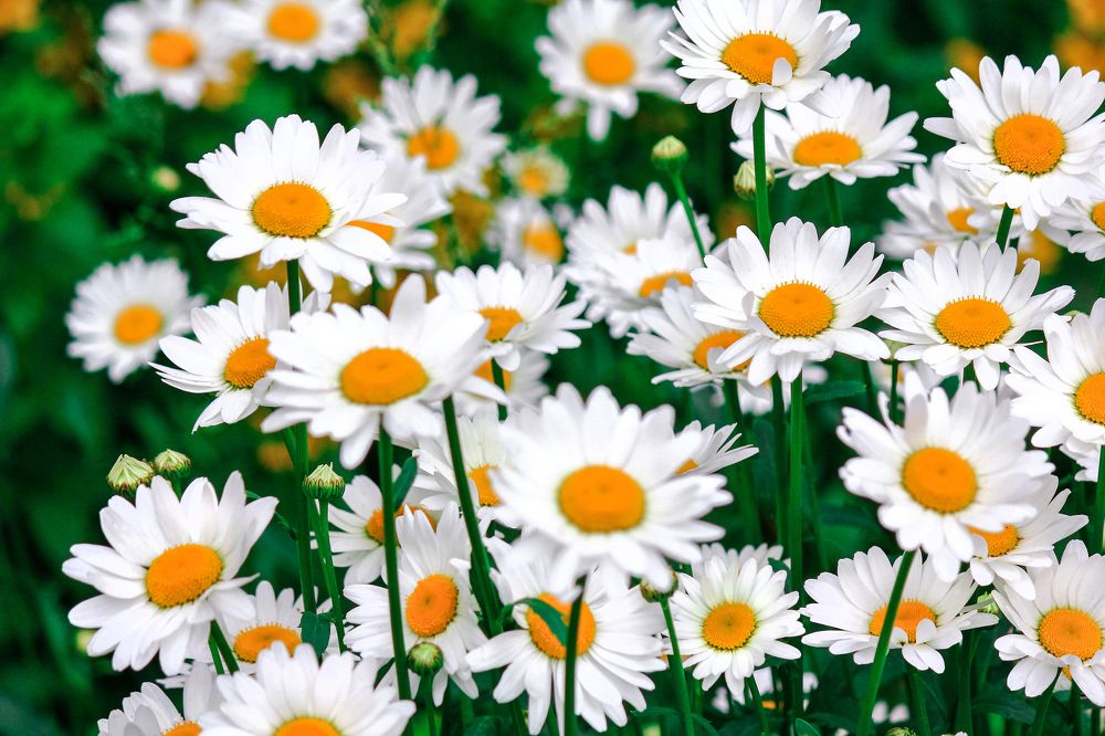 Фотография автора Олег Степушин