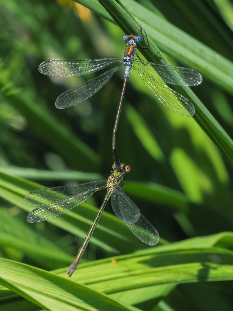 Photograph by Линк Ольга