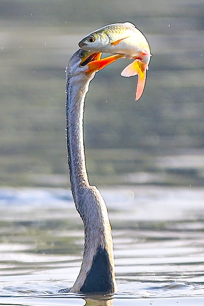 Photograph by Vijay Singh Chandel