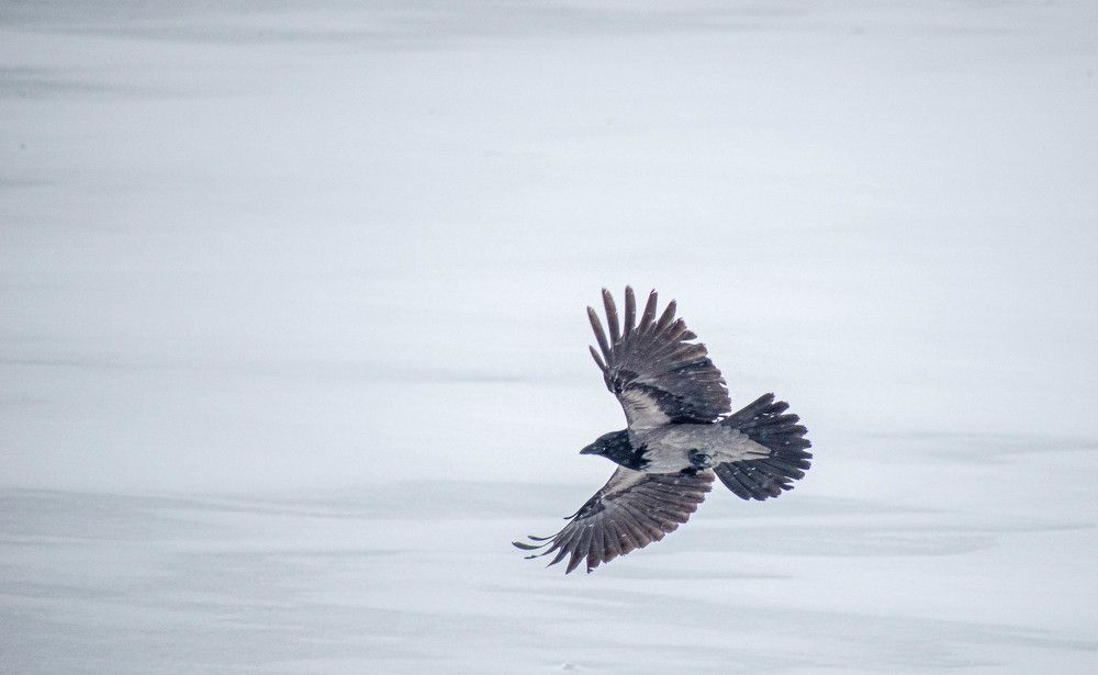 Фотография автора Aлексей Игнатьев