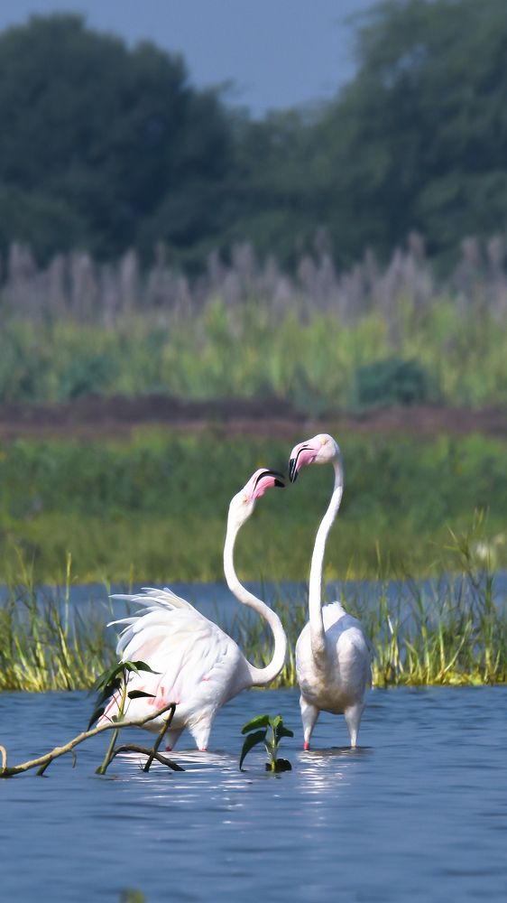 Photograph by Виктория Диксит