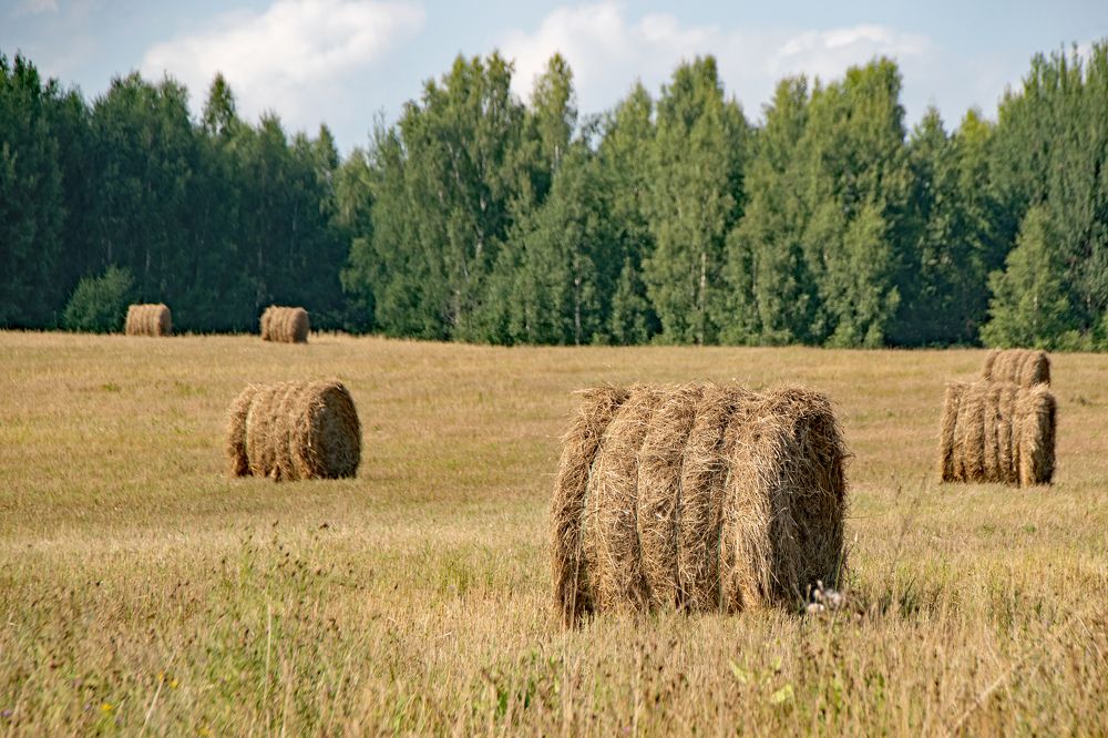 Скоро осень...