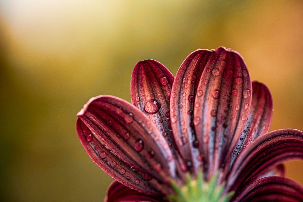 Фотография автора Patricia Machado