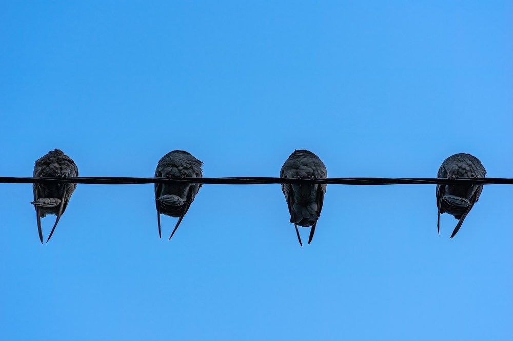 Photograph by Максим Кукурунд