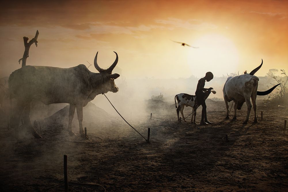Caring for Mundari's animals, SOUTH SUDAN 2021