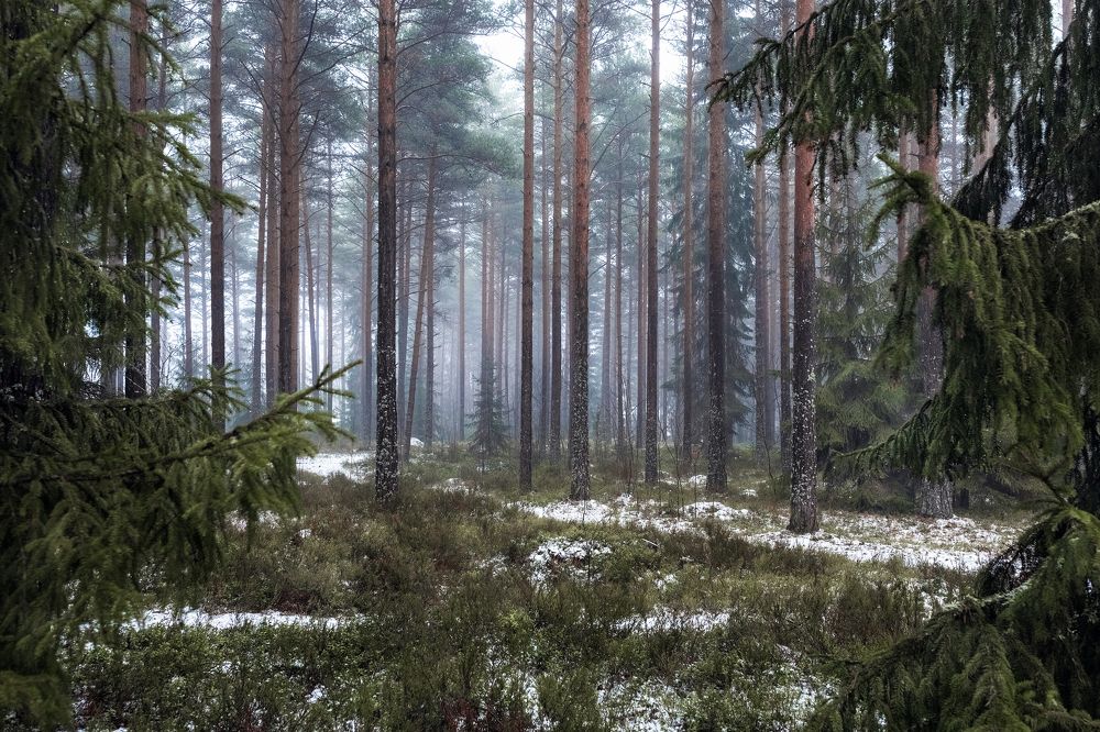 Photograph by Наталия Гриднёва