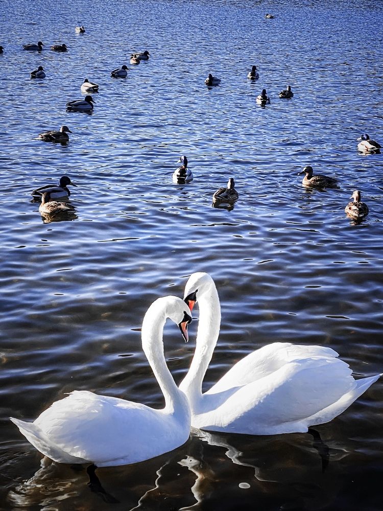 Photograph by Ольга Уласик