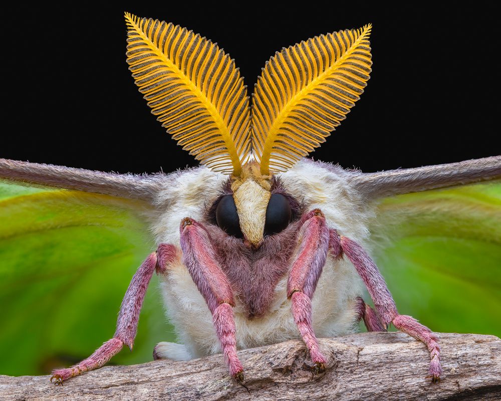 Luna Moth