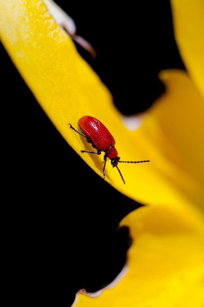 Photograph by Юлия Гаранина