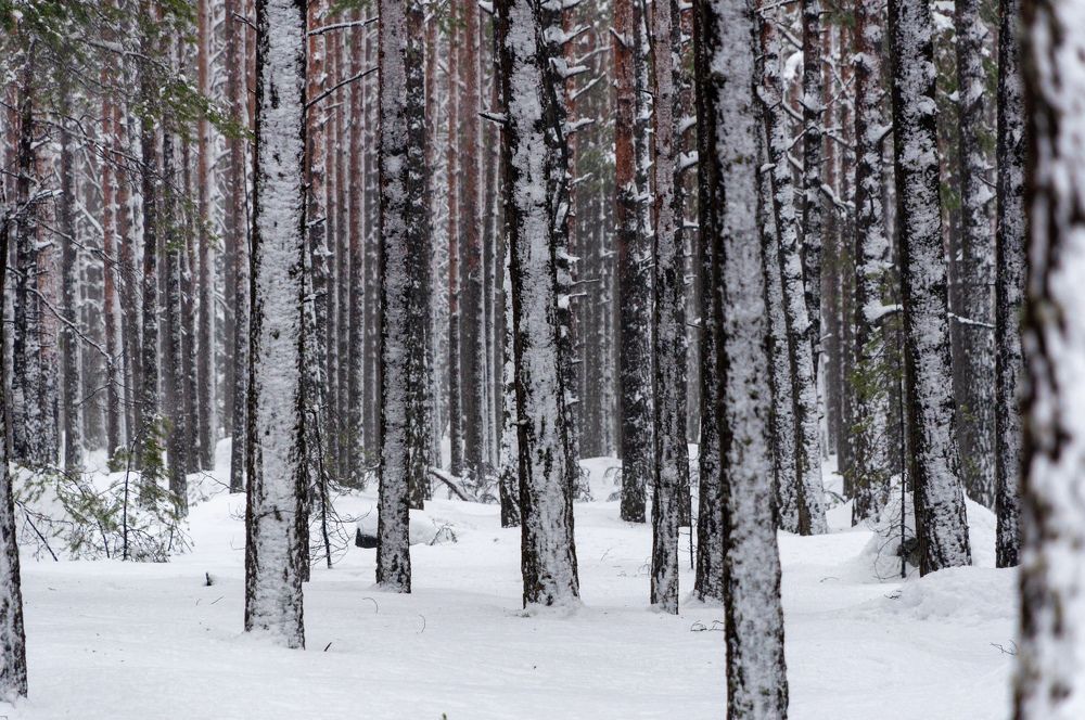Фотография автора Екатерина Кожевникова
