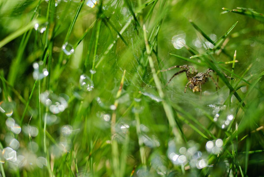 Паук в траве после дождя