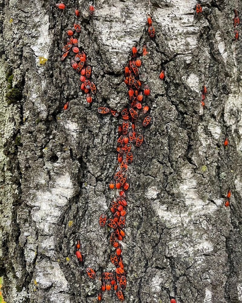 Photograph by Elena Antashkevitch