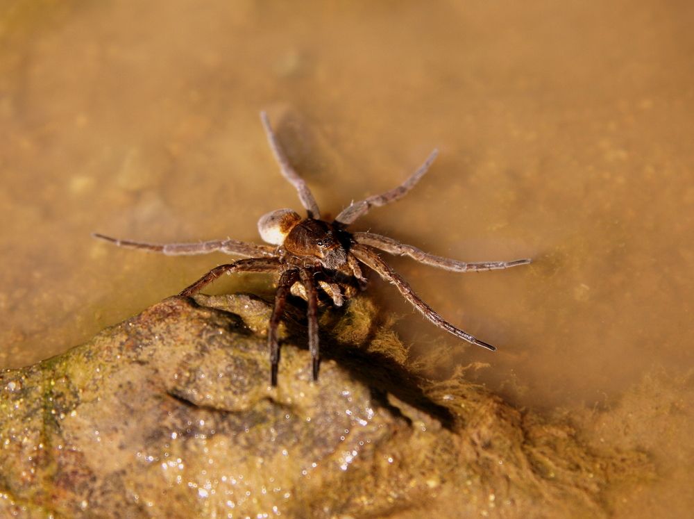 Фотография автора Nelya  Lysenko