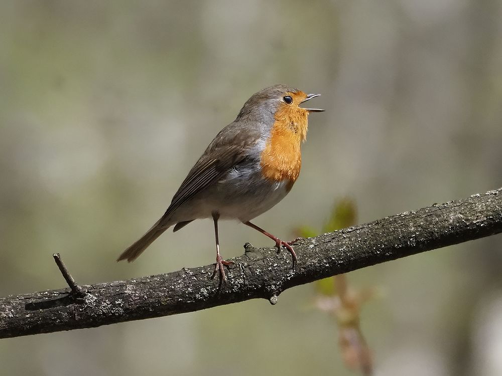 Photograph by Сергей Духанин