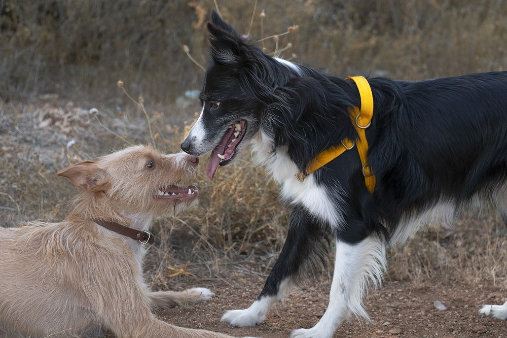 Фотография автора Alicia Mate