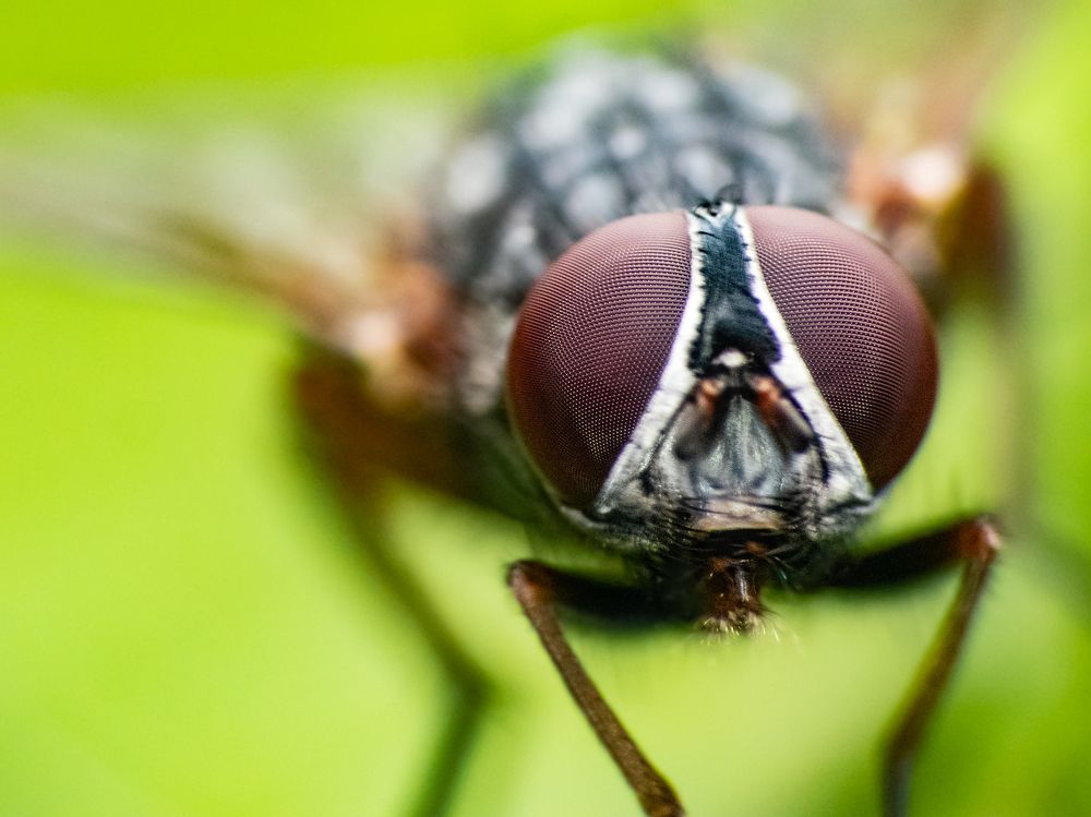 Photograph by Rui Santos