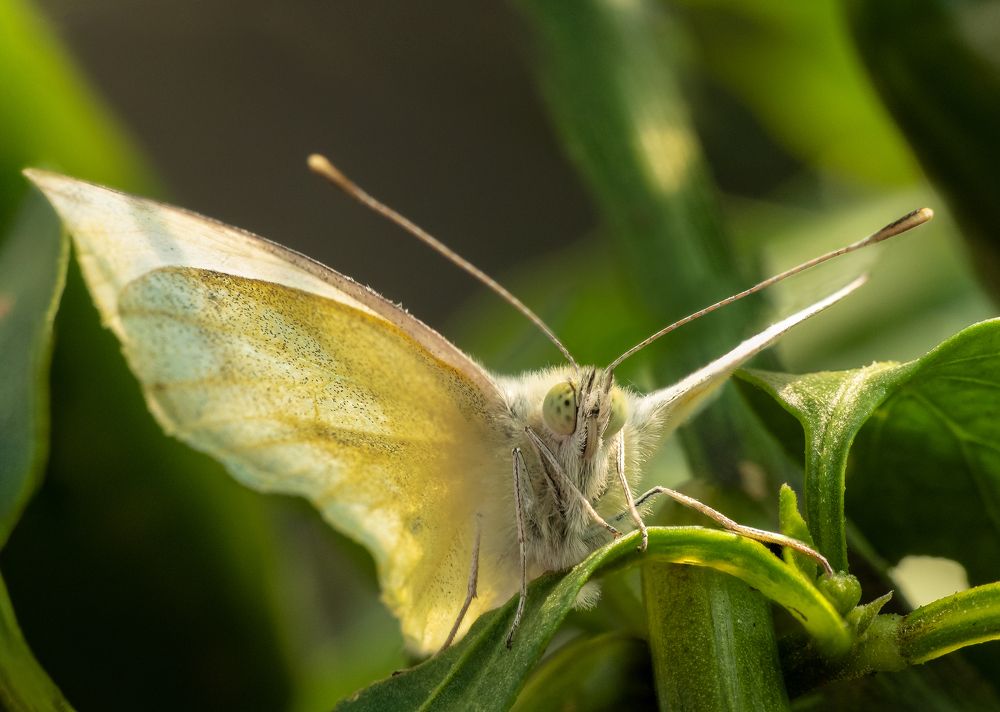 Photograph by Rui Santos