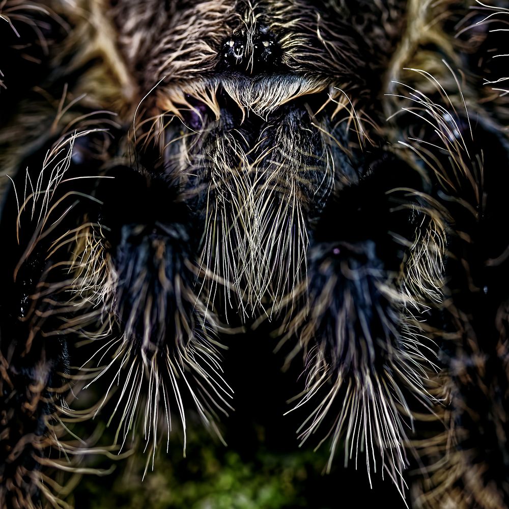 Photograph by Alain NEGRONI