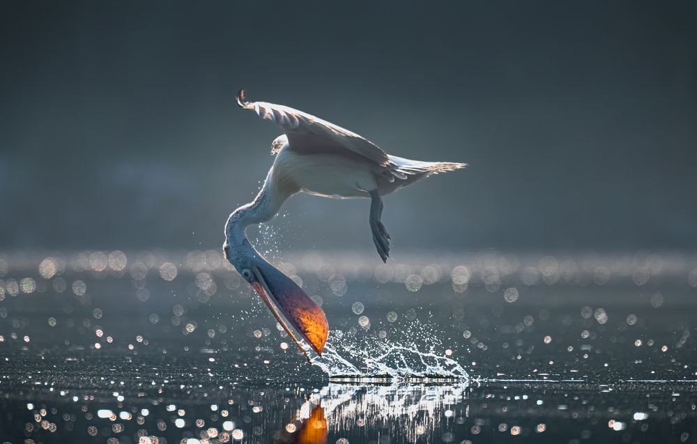 Pelicans of Ranganathittu!