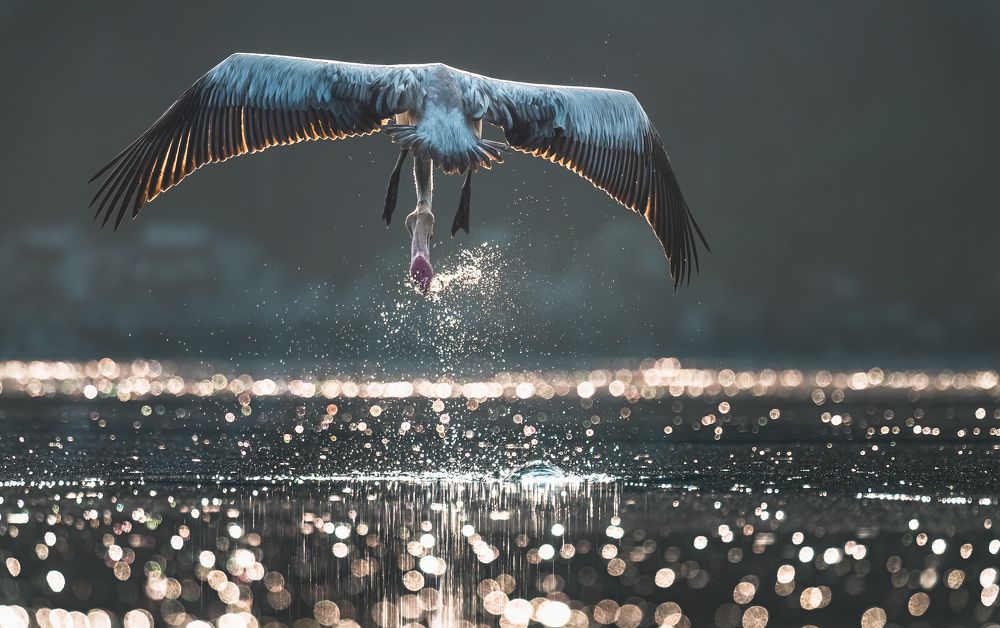 Photograph by Rakesh Baro