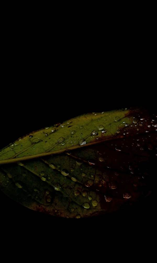 Photograph by Mujaahiid Carmally