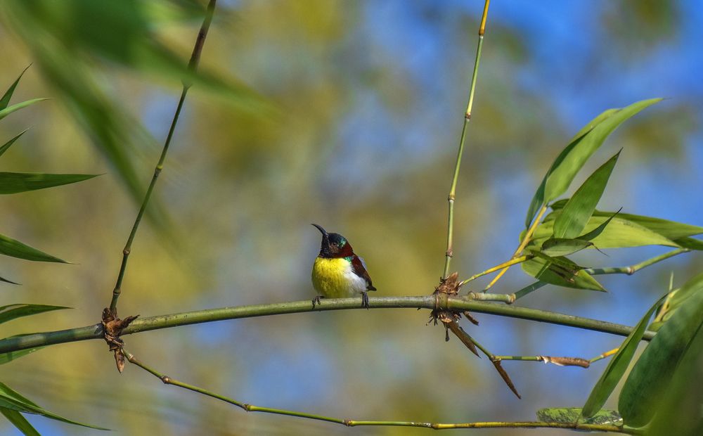 Photograph by Souvick Mukherjee