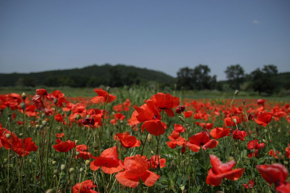Photograph by Виктория Бережок