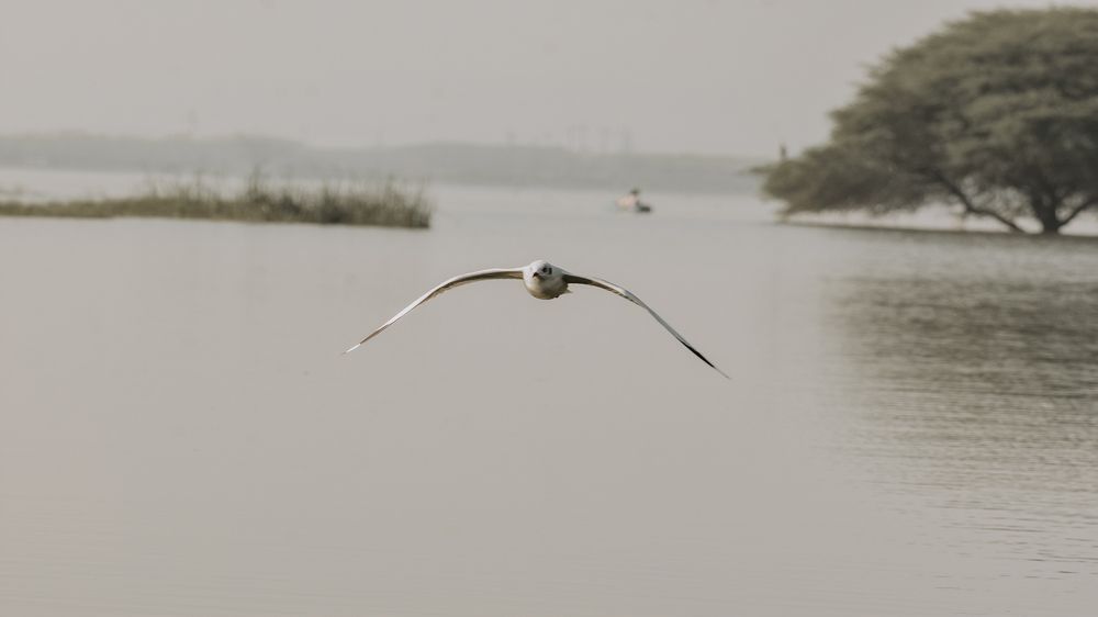 Flying Seagull Bird. Beautiful Landscape
