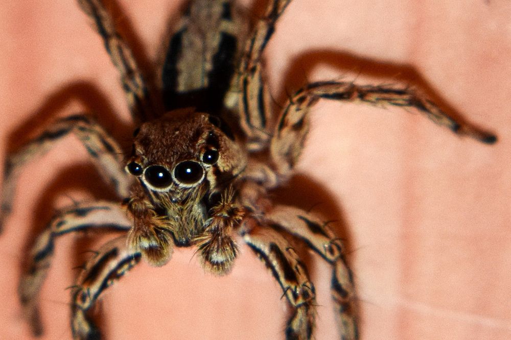 Фотография автора Karukola Puneeth