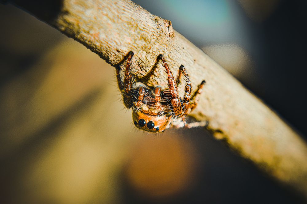 Фотография автора Karukola Puneeth