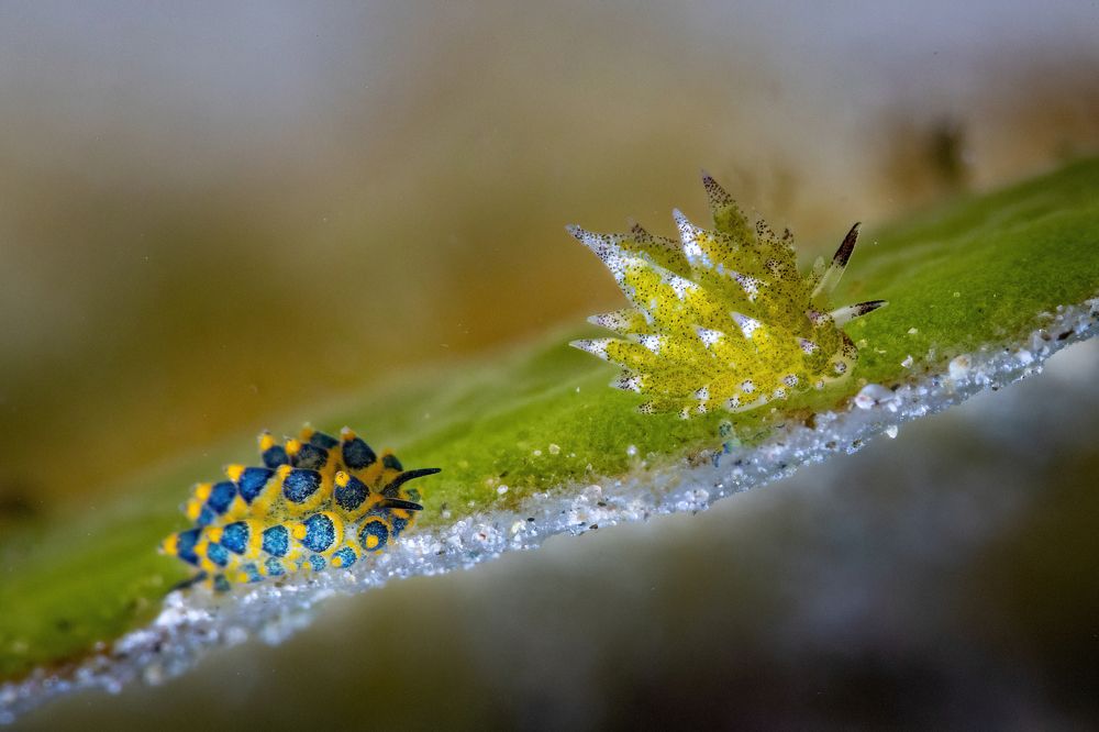 Photograph by Алексей Магай