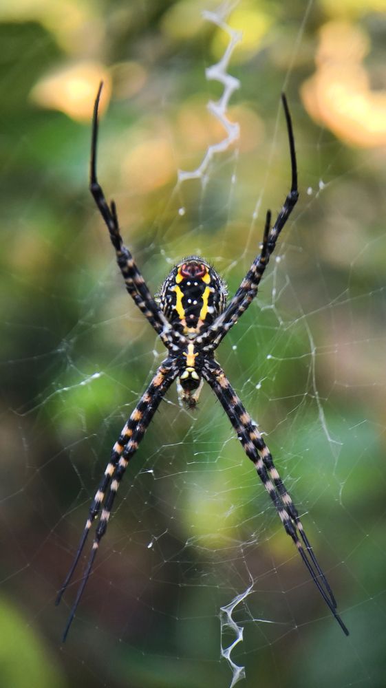 Black and Yellow Garden Spider