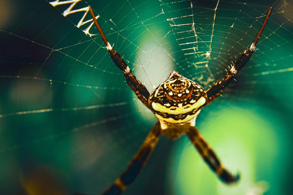 Фотография автора Karukola Puneeth