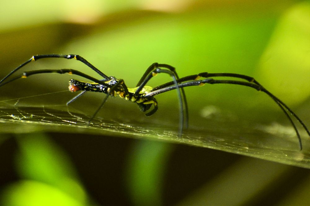 Photograph by Mathew Nishanth