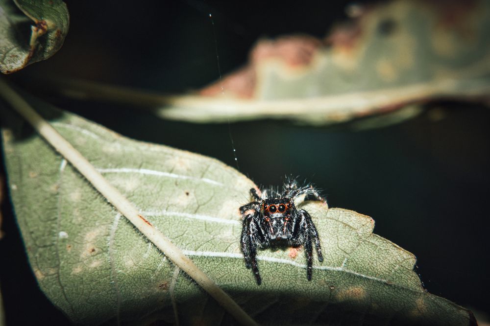 Фотография автора Karukola Puneeth